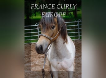 Cavallo Curly, Giumenta, 1 Anno, 130 cm, Roano blu