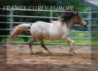 Cavallo Curly, Giumenta, 1 Anno, 130 cm, Roano blu