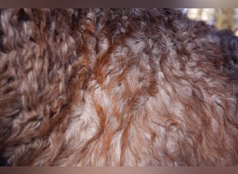 Cavallo Curly, Giumenta, 1 Anno, 130 cm, Roano rosso