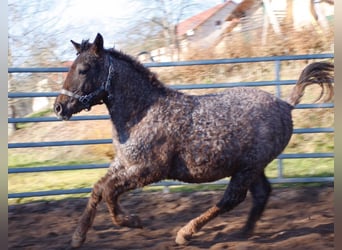 Cavallo Curly, Giumenta, 1 Anno, 130 cm, Roano rosso