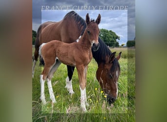 Cavallo Curly, Giumenta, 1 Anno, 150 cm, Baio ciliegia