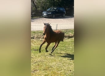 Cavallo Curly, Giumenta, 1 Anno, 155 cm, Baio