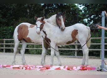 Cavallo Curly, Giumenta, 1 Anno, 155 cm, Pezzato