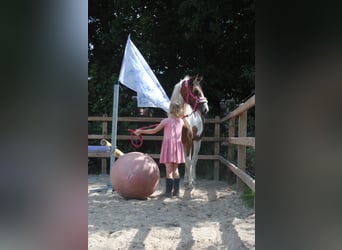 Cavallo Curly, Giumenta, 1 Anno, 155 cm, Pezzato