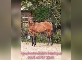 Cavallo Curly, Giumenta, 1 Anno, 158 cm