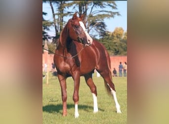 Cavallo Curly, Giumenta, 1 Anno, 158 cm