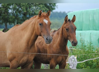 Cavallo Curly, Giumenta, 1 Anno, 158 cm