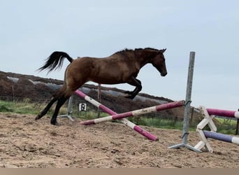 Cavallo Curly, Giumenta, 1 Anno, 158 cm