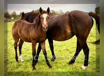 Cavallo Curly, Giumenta, 1 Anno, 160 cm, Baio ciliegia