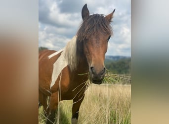 Cavallo Curly, Giumenta, 2 Anni, 128 cm, Pezzato