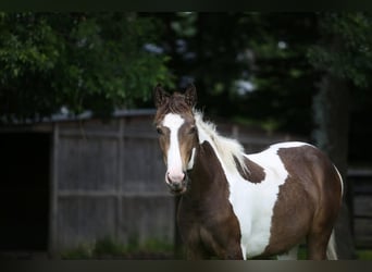 Cavallo Curly Mix, Giumenta, 2 Anni, 153 cm, Tobiano-tutti i colori