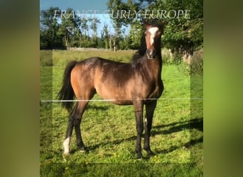 Cavallo Curly, Giumenta, 2 Anni, 160 cm