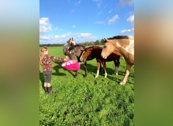 Cavallo Curly, Giumenta, 2 Anni, 160 cm, Pelle di daino