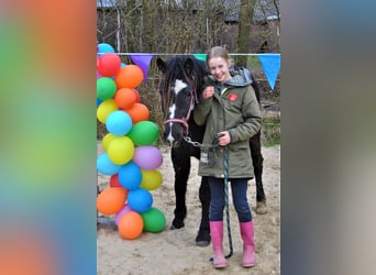 Cavallo Curly, Giumenta, 3 Anni, 140 cm, Morello