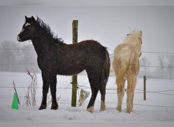 Cavallo Curly, Giumenta, 3 Anni, 140 cm, Morello