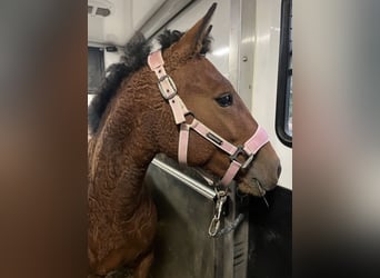 Cavallo Curly, Giumenta, 4 Anni, 145 cm, Baio