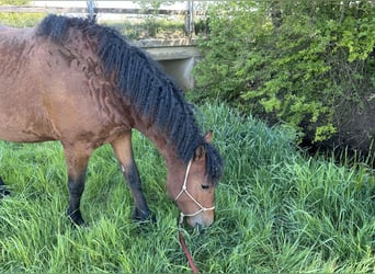 Cavallo Curly, Giumenta, 4 Anni, 145 cm, Baio