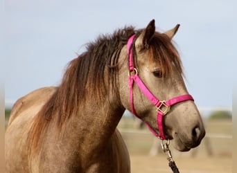 Cavallo Curly, Giumenta, 4 Anni, 145 cm, Pelle di daino