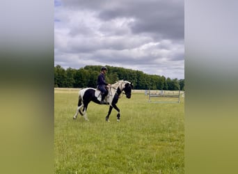 Cavallo Curly, Giumenta, 4 Anni, 158 cm, Pezzato