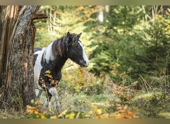 Cavallo Curly Mix, Giumenta, 5 Anni, 124 cm, Pezzato