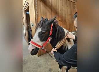 Cavallo Curly Mix, Giumenta, 5 Anni, 124 cm, Pezzato