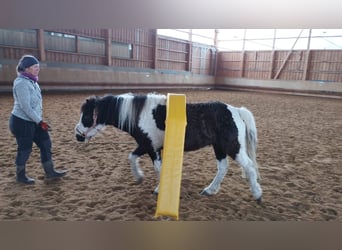 Cavallo Curly Mix, Giumenta, 5 Anni, 124 cm, Pezzato