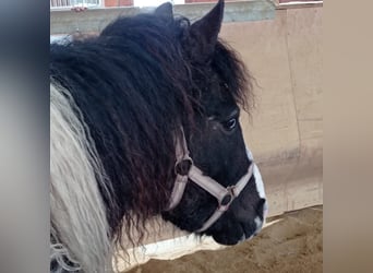 Cavallo Curly Mix, Giumenta, 5 Anni, 124 cm, Pezzato