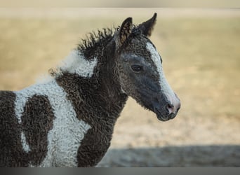 Cavallo Curly Mix, Giumenta, 5 Anni, 124 cm, Pezzato