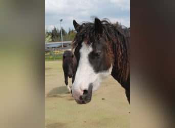 Cavallo Curly Mix, Giumenta, 5 Anni, 124 cm, Pezzato