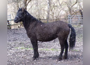 Cavallo Curly, Giumenta, 6 Anni, 136 cm, Morello
