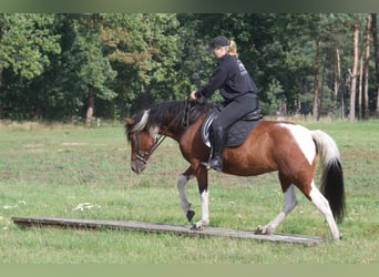 Cavallo Curly, Giumenta, 6 Anni, 149 cm, Pezzato