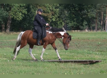 Cavallo Curly, Giumenta, 6 Anni, 149 cm, Pezzato