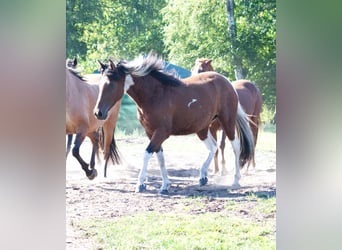 Cavallo Curly, Giumenta, 6 Anni, 149 cm, Pezzato