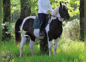 Cavallo Curly, Giumenta, 6 Anni, 150 cm, Morello