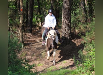Cavallo Curly, Giumenta, 6 Anni, 150 cm, Morello