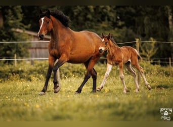 Cavallo Curly, Giumenta, 6 Anni, 152 cm, Baio