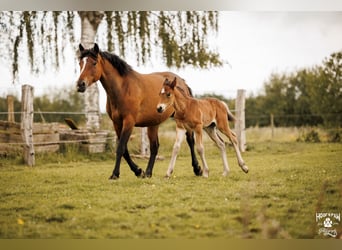 Cavallo Curly, Giumenta, 6 Anni, 152 cm, Baio