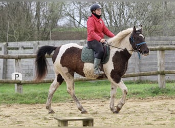 Cavallo Curly, Giumenta, 6 Anni, 155 cm, Morello