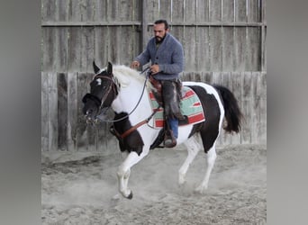 Cavallo Curly, Giumenta, 6 Anni, 155 cm, Morello