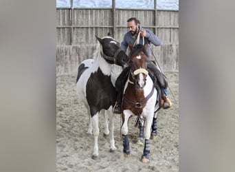 Cavallo Curly, Giumenta, 6 Anni, 155 cm, Morello