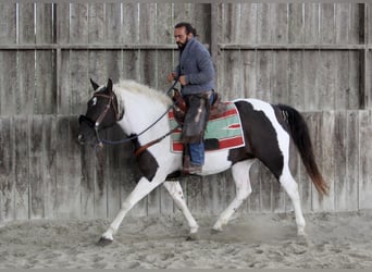 Cavallo Curly, Giumenta, 6 Anni, 155 cm, Morello