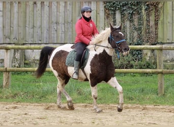 Cavallo Curly, Giumenta, 6 Anni, 155 cm, Morello