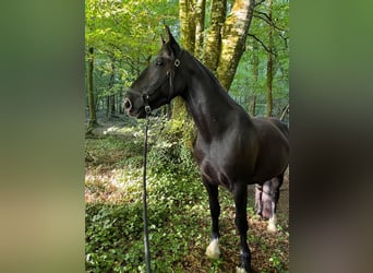 Cavallo Curly, Giumenta, 6 Anni, 158 cm, Morello