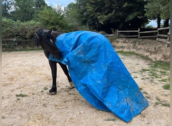 Cavallo Curly, Giumenta, 6 Anni, 158 cm, Morello
