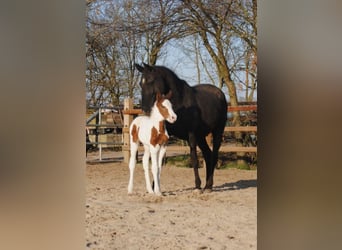 Cavallo Curly, Giumenta, 7 Anni, 147 cm, Morello