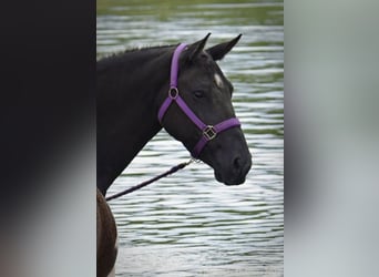 Cavallo Curly, Giumenta, 7 Anni, 147 cm, Morello