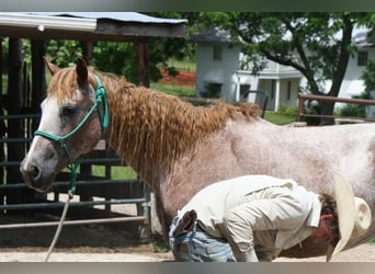 Cavallo Curly, Giumenta, 7 Anni, 152 cm, Sauro