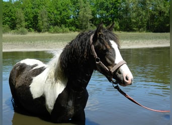 Cavallo Curly, Giumenta, 8 Anni, 130 cm, Pezzato