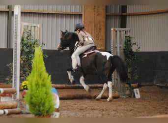 Cavallo Curly, Giumenta, 8 Anni, 130 cm, Pezzato