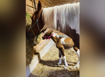 Cavallo Curly Mix, Giumenta, Puledri
 (01/2023), 150 cm, Pezzato